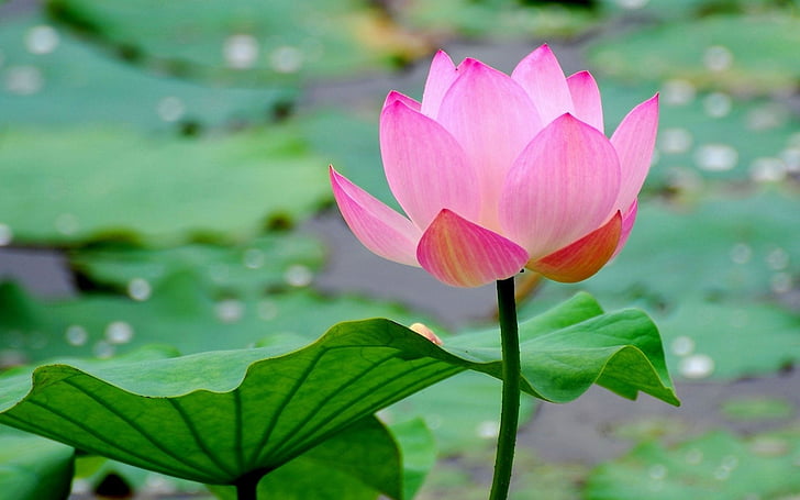 Lotus Flower